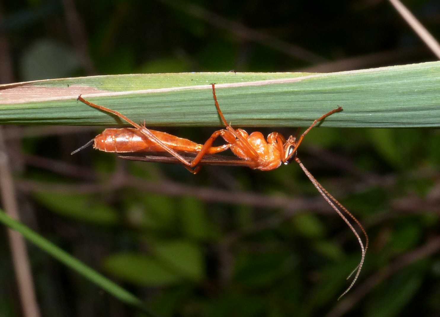 Ichneumonidae: Ophion sp.? No, Netelia